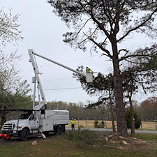 Large-Pine-and-Maple-Tree-Removal-Around-Power-Lines 1